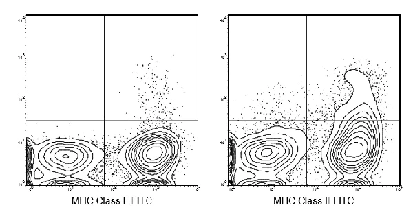 Flow Cytometry - PE/Cy7® Anti-CD11c antibody [N418] (AB210310)