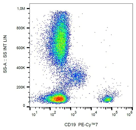 Flow Cytometry - PE/Cy7® Anti-CD19 antibody [LT19] (AB239315)