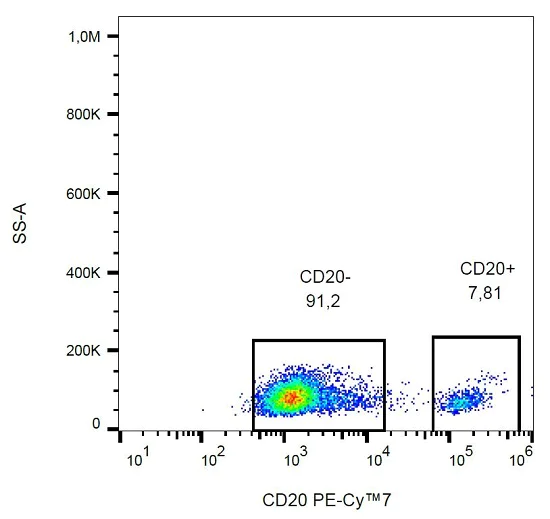 Flow Cytometry - PE/Cy7® Anti-CD20 antibody [2H7] (AB234204)