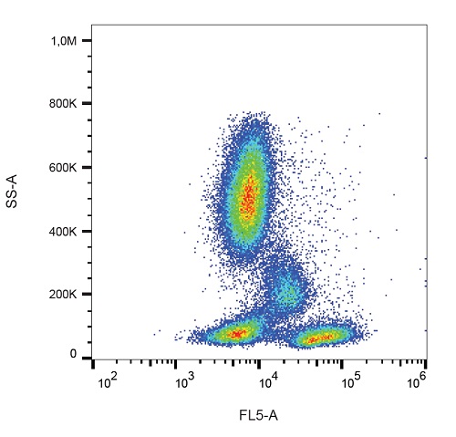 Flow Cytometry - PE/Cy7® Anti-CD28 antibody [CD28.2] (AB234276), expandable thumbnail