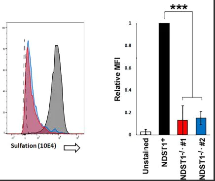 Flow Cytometry - PE/Cy7® Conjugation Kit - Lightning-Link® (AB102903)