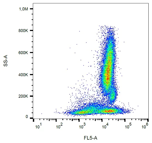 Flow Cytometry - PE/Cy7® Anti-Fas antibody [LT95] (AB234275)