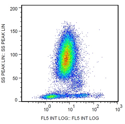 Flow Cytometry - PE/Cy7® Anti-NCAM1 antibody [MEM-188] (AB234274)