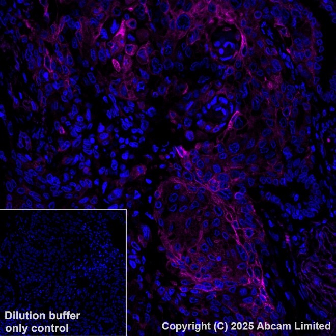 Anti-Cytokeratin 19 PE antibody [EP1580Y] (ab224981) IgG | Abcam