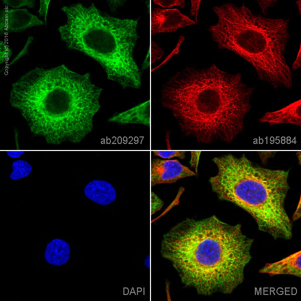 Immunocytochemistry/ Immunofluorescence - PE Anti-Cytokeratin 8 antibody [EP1628Y] (AB209297)