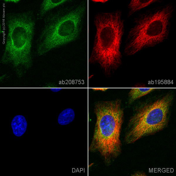 Immunocytochemistry/ Immunofluorescence - PE Anti-EGFR antibody [EP38Y] (AB208753), expandable thumbnail