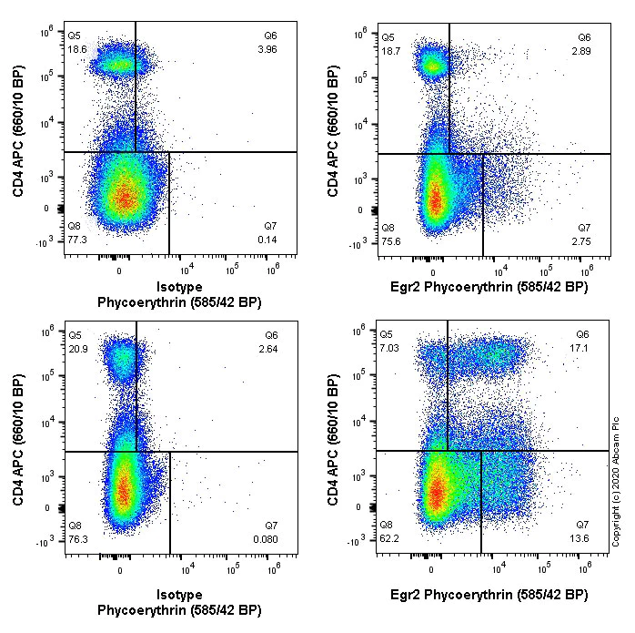Flow Cytometry (Intracellular) - PE Anti-EGR2 antibody [EPR23228-40] (AB282791)