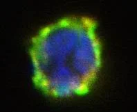 Immunocytochemistry/ Immunofluorescence - PE Anti-ENPP3/B10 antibody [NP4D6] (AB90751)