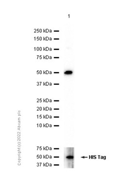 Western blot - PE Anti-ENPP3/B10 antibody [NP4D6] (AB90751), expandable thumbnail