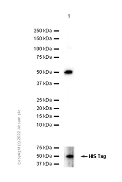 Western blot - PE Anti-ENPP3/B10 antibody [NP4D6] (AB90751)