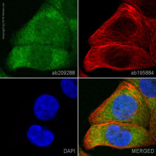 Immunocytochemistry/ Immunofluorescence - PE Anti-Estrogen Receptor alpha antibody [E115] (AB209288), expandable thumbnail