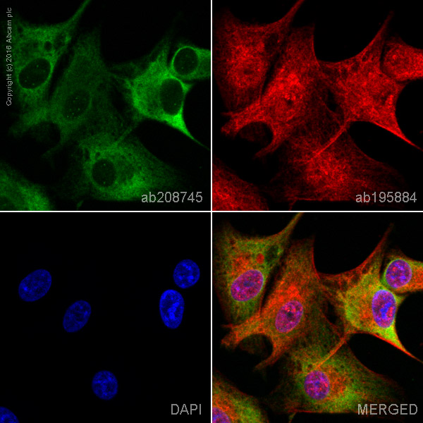 Immunocytochemistry/ Immunofluorescence - PE Anti-GAP43 antibody [EP890Y] - Neuronal Marker (AB208745)