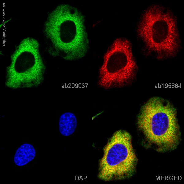 Immunocytochemistry/ Immunofluorescence - PE Anti-GAPDH antibody [EPR16884] (AB209037)