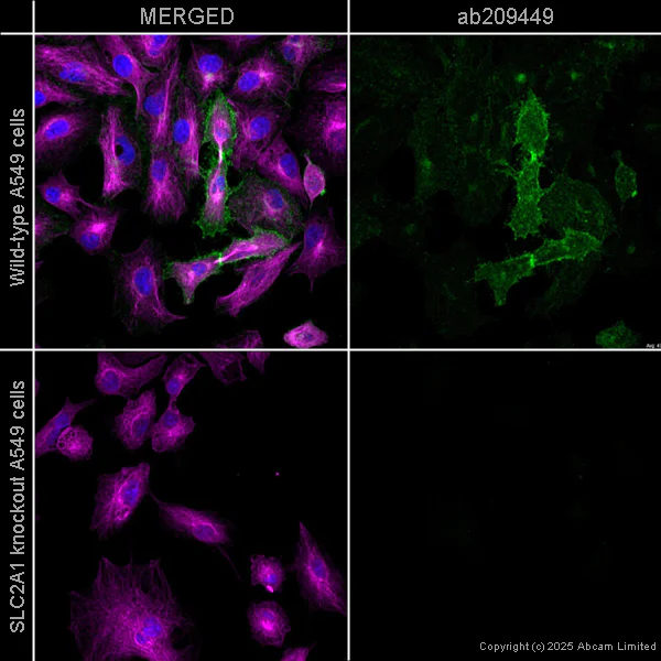 Immunocytochemistry/ Immunofluorescence - PE Anti-Glucose Transporter GLUT1 antibody [EPR3915] (AB209449)