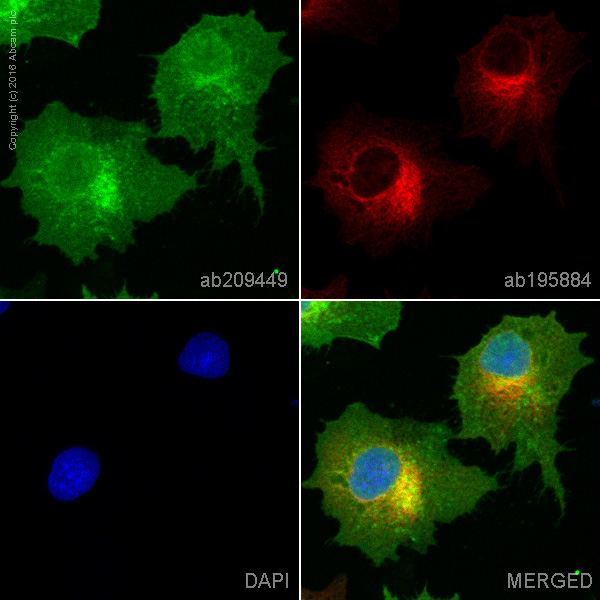 Immunocytochemistry/ Immunofluorescence - PE Anti-Glucose Transporter GLUT1 antibody [EPR3915] (AB209449), expandable thumbnail
