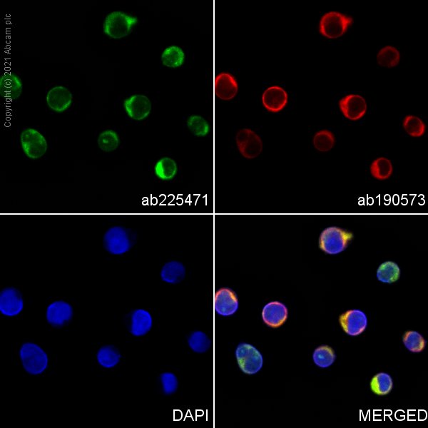 Immunocytochemistry/ Immunofluorescence - PE Anti-Granzyme B antibody [EPR20129-217] (AB225471), expandable thumbnail