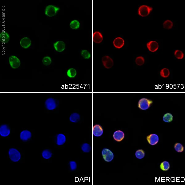 Immunocytochemistry/ Immunofluorescence - PE Anti-Granzyme B antibody [EPR20129-217] (AB225471)