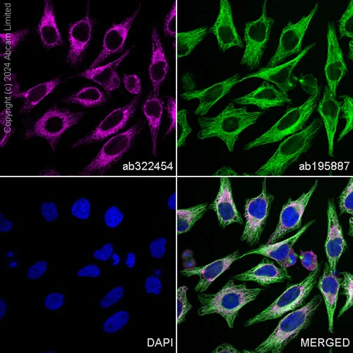 Immunocytochemistry/ Immunofluorescence - PE Anti-GRP94 antibody [EPR22847-50] (AB322454)