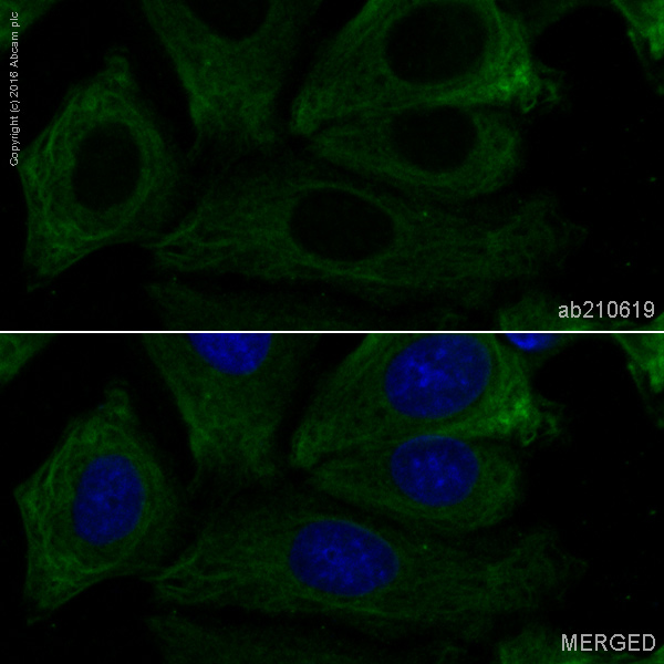 Immunocytochemistry/ Immunofluorescence - PE Anti-GSK3 beta antibody [Y174] (AB210619), expandable thumbnail