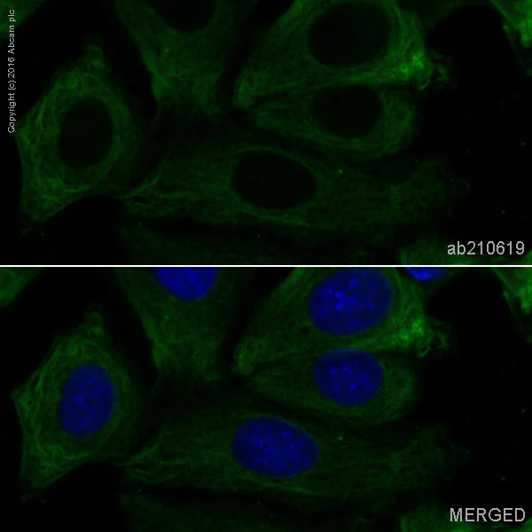 Immunocytochemistry/ Immunofluorescence - PE Anti-GSK3 beta antibody [Y174] (AB210619)