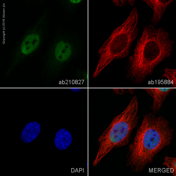 Immunocytochemistry/ Immunofluorescence - PE Anti-HDAC2 antibody [Y461] (AB210827), expandable thumbnail