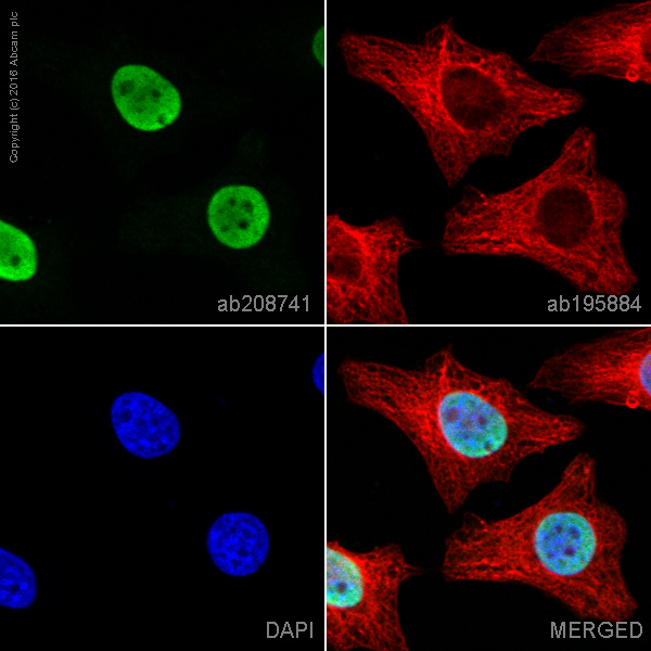 Immunocytochemistry/ Immunofluorescence - PE Anti-Histone H3 (di methyl K4) antibody [Y47] (AB208741), expandable thumbnail