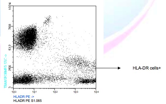 Flow Cytometry - PE Anti-HLA-DR antibody [GRB1] (AB91334)