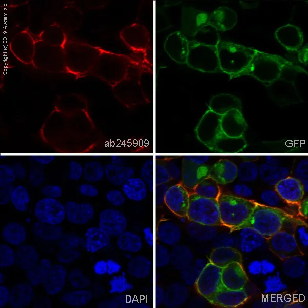 Immunocytochemistry/ Immunofluorescence - PE Anti-ICOS antibody [EPR22181] (AB245909)