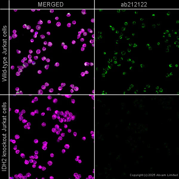 Immunocytochemistry/ Immunofluorescence - PE Anti-IDH2 antibody [EPR7577] (AB212122)