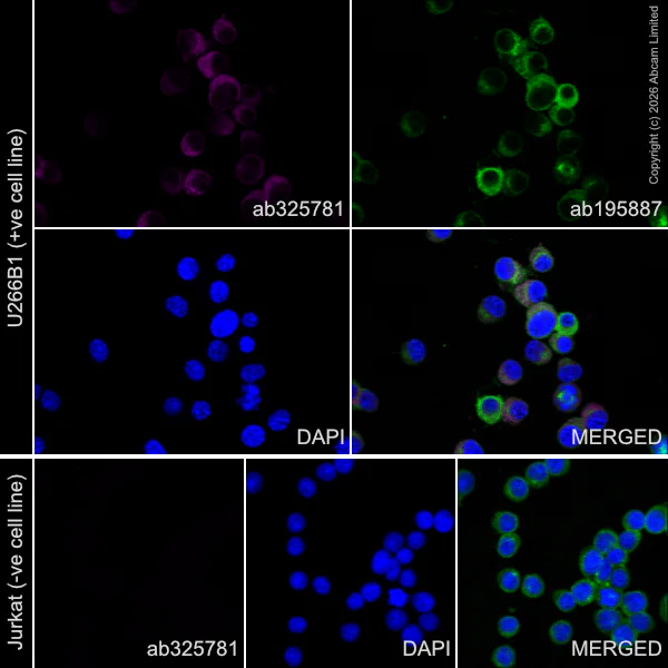 Immunocytochemistry/ Immunofluorescence - PE Anti-IgE antibody [EPR26777-14] (AB325781)