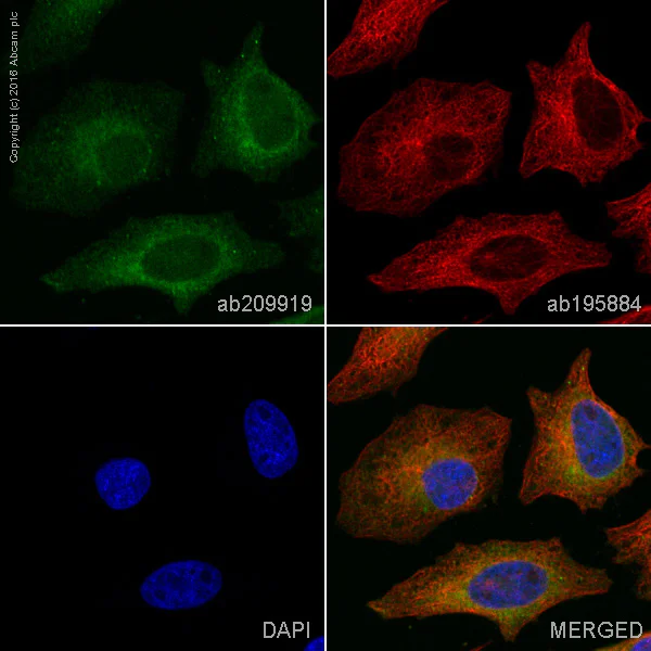 Immunocytochemistry/ Immunofluorescence - PE Anti-IRF3 antibody [EPR2418Y] (AB209919)