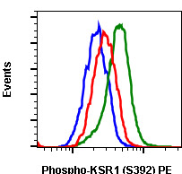 Flow Cytometry - PE Anti-KSR1 (phospho S392) antibody [KSR1S392-3A4] (AB278743), expandable thumbnail