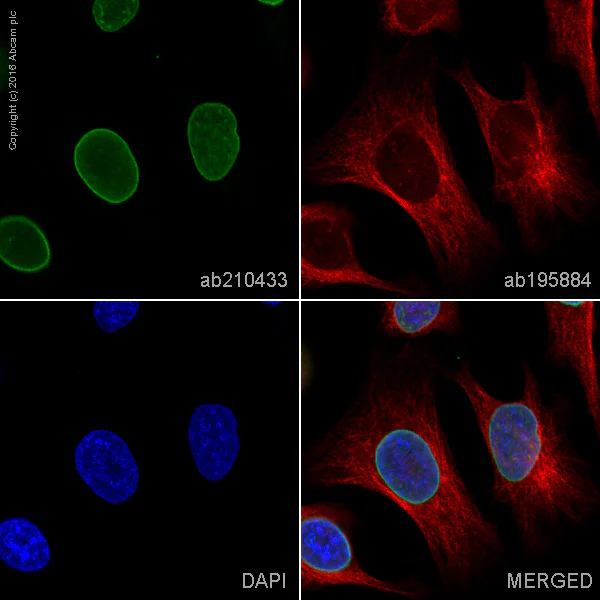 Immunocytochemistry/ Immunofluorescence - PE Anti-Lamin A + Lamin C antibody [EPR4100] - Nuclear Envelope Marker (AB210433)