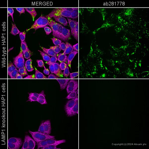 Immunocytochemistry/ Immunofluorescence - PE Anti-LAMP1 antibody [EPR24395-31] - Lysosome Marker (AB281778)