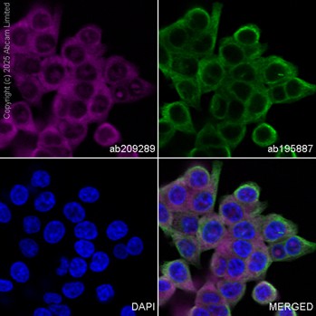 Immunocytochemistry/ Immunofluorescence - PE Anti-MCL1 antibody [Y37] (AB209289)