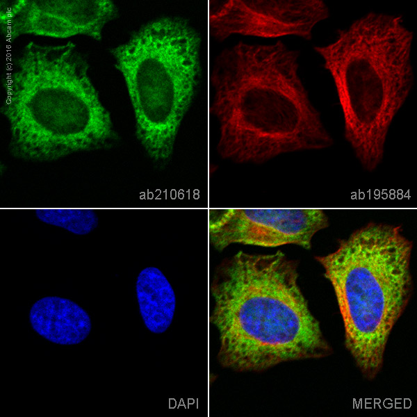 Immunocytochemistry/ Immunofluorescence - PE Anti-MEK1 antibody [E342] (AB210618)