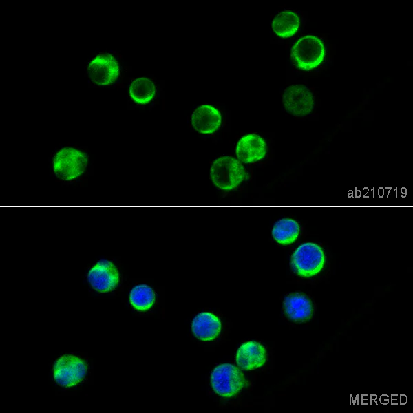 Immunocytochemistry/ Immunofluorescence - PE Anti-MEKK2 antibody [EP626Y] (AB210719)