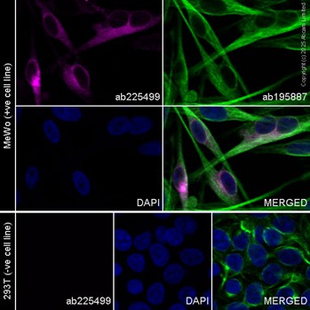 Immunocytochemistry/ Immunofluorescence - PE Anti-MelanA antibody [EPR20380] (AB225499)