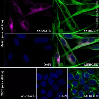 Immunocytochemistry/ Immunofluorescence - PE Anti-MelanA antibody [EPR20380] (AB225499)