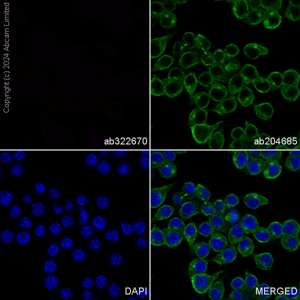 Immunocytochemistry/ Immunofluorescence - PE Mouse IgG1 monoclonal [R312-MouseIgG1]-Isotype control (AB322670), expandable thumbnail