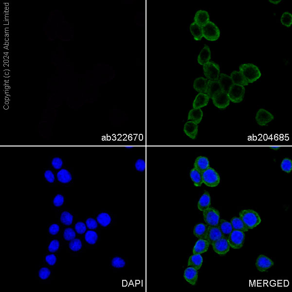 Immunocytochemistry/ Immunofluorescence - PE Mouse IgG1 monoclonal [R312-MouseIgG1]-Isotype control (AB322670), expandable thumbnail