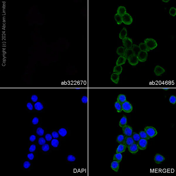 Immunocytochemistry/ Immunofluorescence - PE Mouse IgG1 monoclonal [R312-MouseIgG1]-Isotype control (AB322670)