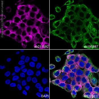 Immunocytochemistry/ Immunofluorescence - PE Anti-MUC1 antibody [EPR1023] (AB211592)