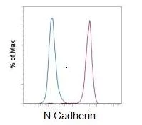 Flow Cytometry - PE Anti-N Cadherin antibody [8C11] (AB93525)