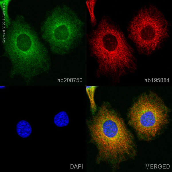 Immunocytochemistry/ Immunofluorescence - PE Anti-NF-kB p65 antibody [E379] (AB208750)