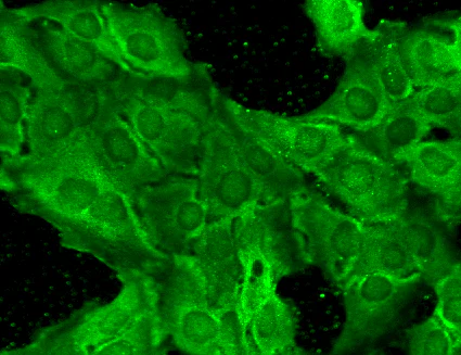 Immunocytochemistry/ Immunofluorescence - PE Anti-NMDAR2B antibody [S59] (AB274365)