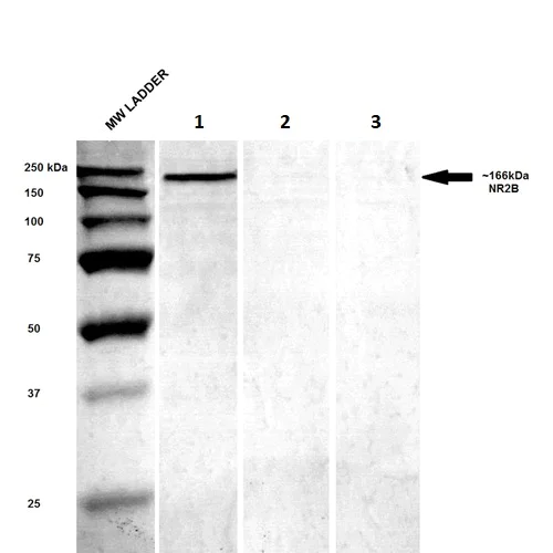 Western blot - PE Anti-NMDAR2B antibody [S59] (AB274365)