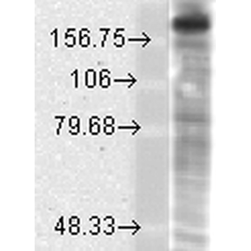 Western blot - PE Anti-NMDAR2B antibody [S59] (AB274365), expandable thumbnail
