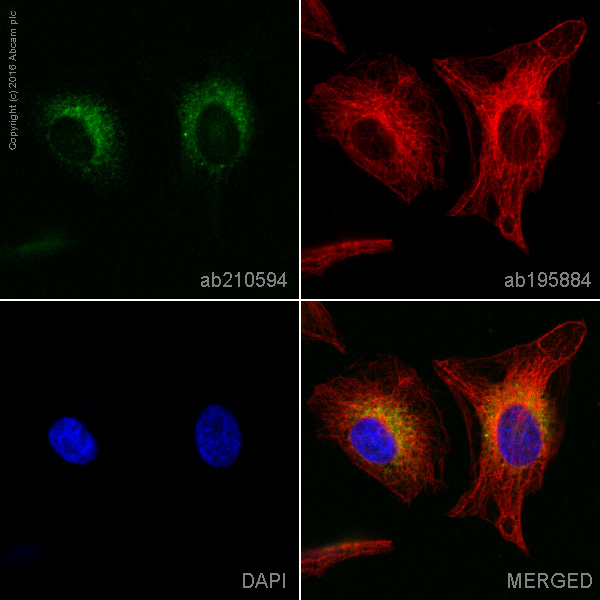 Immunocytochemistry/ Immunofluorescence - PE Anti-P4HB antibody [EPR9499] (AB210594)