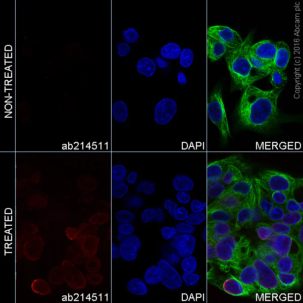 Immunocytochemistry/ Immunofluorescence - PE Anti-p53 (acetyl K373) antibody [EP356(2)AY] (AB214511)